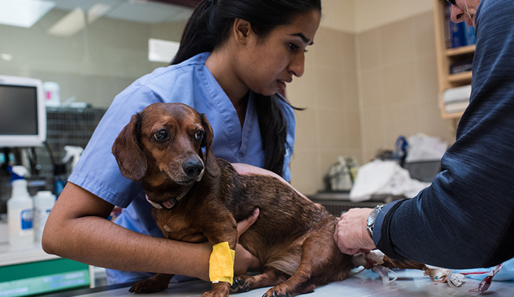 Dog in OVC ICU